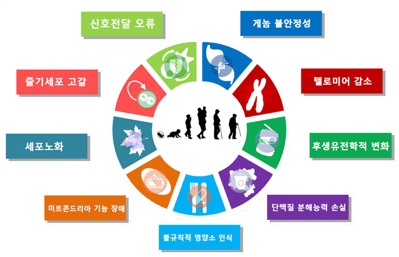 노화의 분자적, 세포학적 주요 원인 그림(aging and unaging causes)