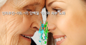 Read more about the article 인터루킨-17(IL-17)단백질을 억제하면 피부 노화가 느려진다.