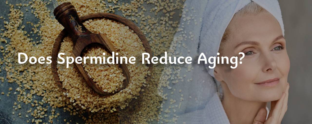 스페르미딘(Spermidine)은 노화를 감소시키나요?의 섬네일 이미지