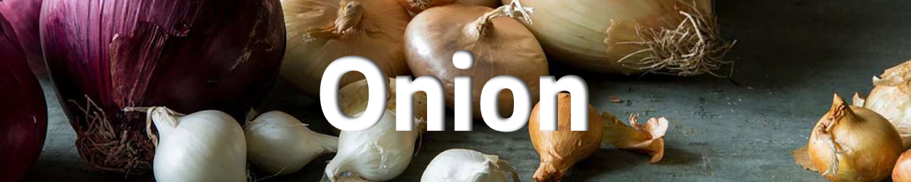 양파(Onion)