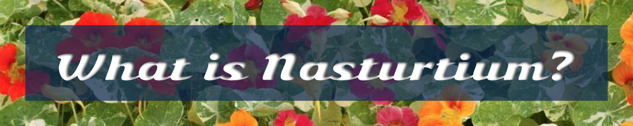 한련화란 무엇인가요? 의 섬네일 이미지