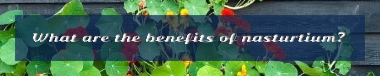 한련화의 효능은 무엇인가요?의 섬네일