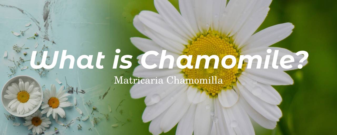 캐모마일란 무엇인가요?의 섬네일 이미지로 캐모마일 꽃사진이 크게 있다