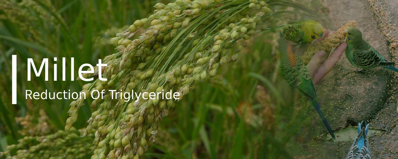 통곡물 종류중 기장(Millet) 사진