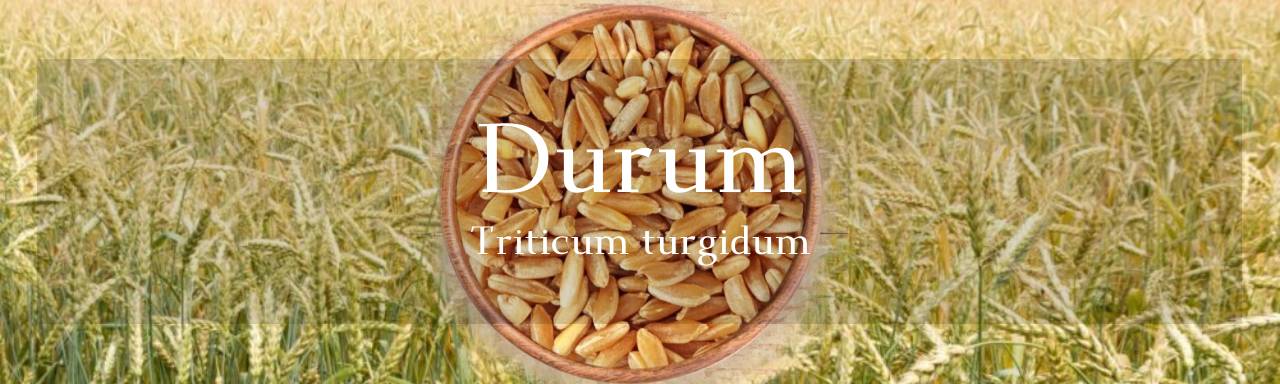 통곡물 종류중 "듀럼(Durum)이란 무엇인가요?"의 섬네일 이미지