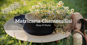 Read more about the article 마트리카리아 캐모마일(Matricaria Chamomilla) 추출물 및 차(티, Tea)효능 7가지와 카페인 함량은?