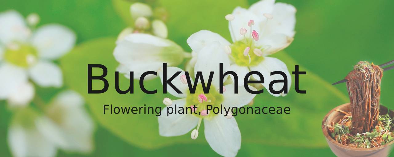 통곡물 종류중 메밀(Buckwheat)사진