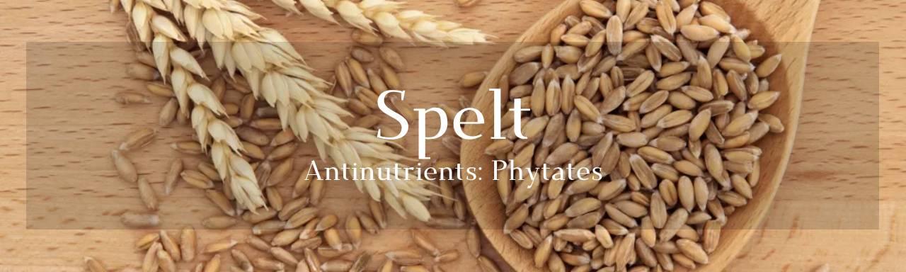 통곡물 종류중 "스펠트 밀(Spelt)이란 무엇인가요?"의 섬네일 사진 