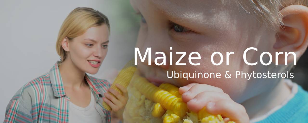 통곡물 종류중 옥수수(Maize or Corn)사진