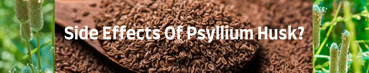 차전자피 부작용은 무엇인가요?의 섬네일 이미지