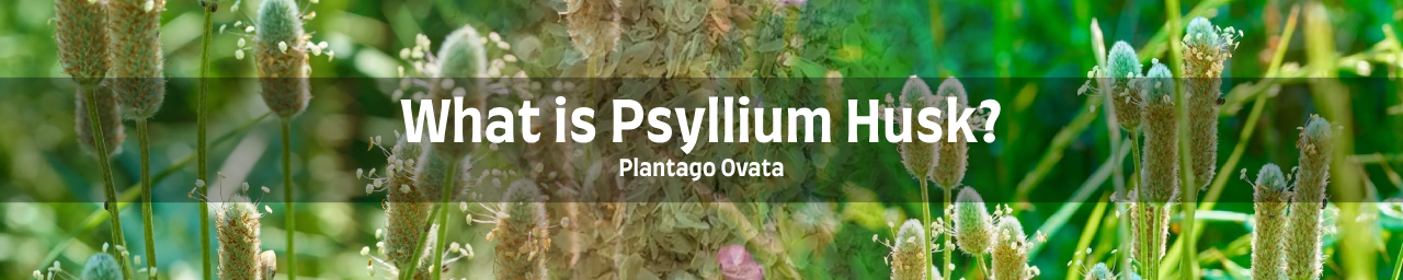 차전자피란 무엇인가요?의 섬네일 이미지