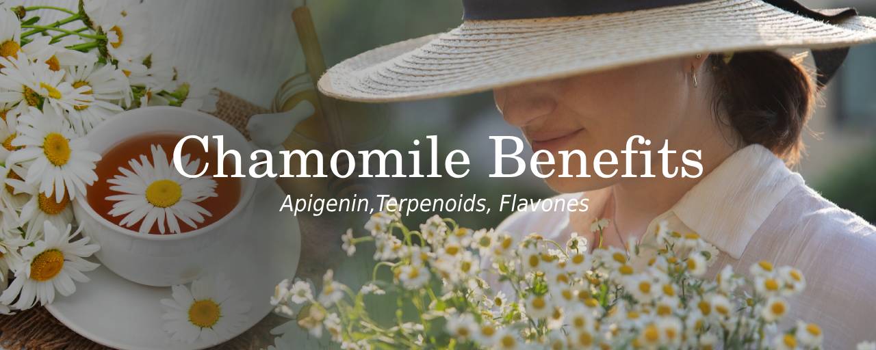 캐모마일 차(티, Tea) 또는 추출물의 효능은 무엇인가요?의 섬네일 이미지로 여성이 캐모마일꽃 향기를 맡고있다.