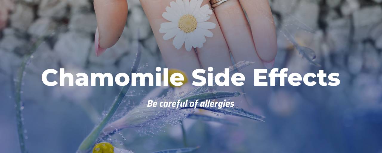 캐모마일의 부작용은 무엇인가요?의 섬네일 이미지로 여성(손만보임)이 캐모마일을 주고 있다.