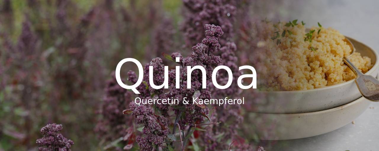 통곡물 종류중 퀴노아(Quinoa)사진 