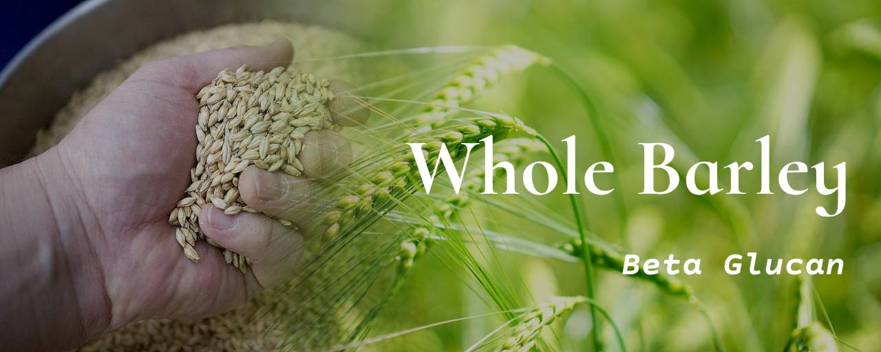 통곡물 종류중 통보리(Whole Barley)사진