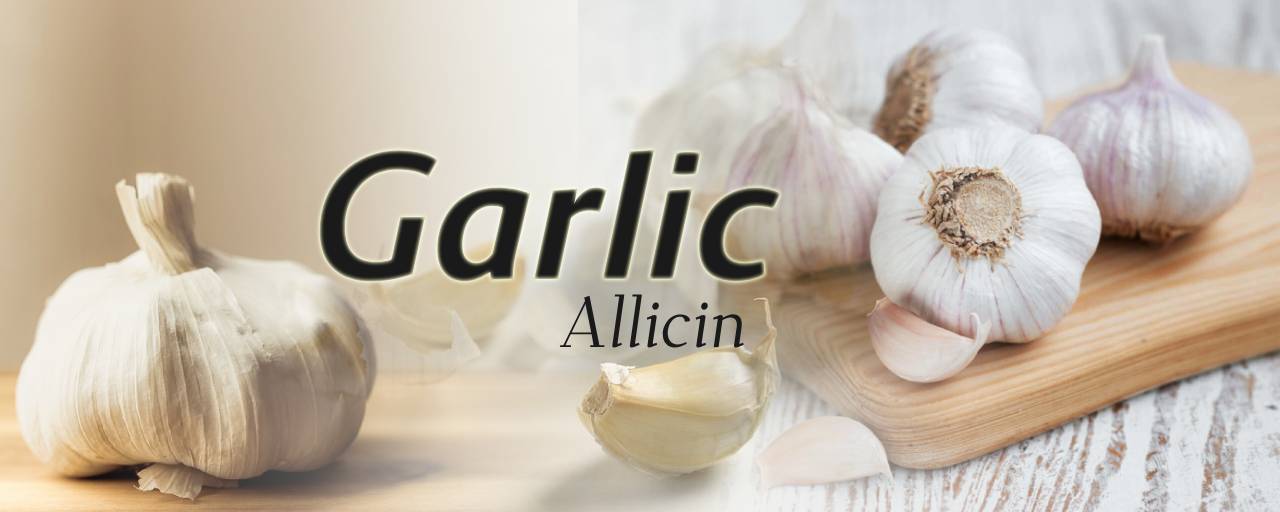 당뇨에 좋은 뿌리채소중 마늘(Garlic, Allium sativum)사진