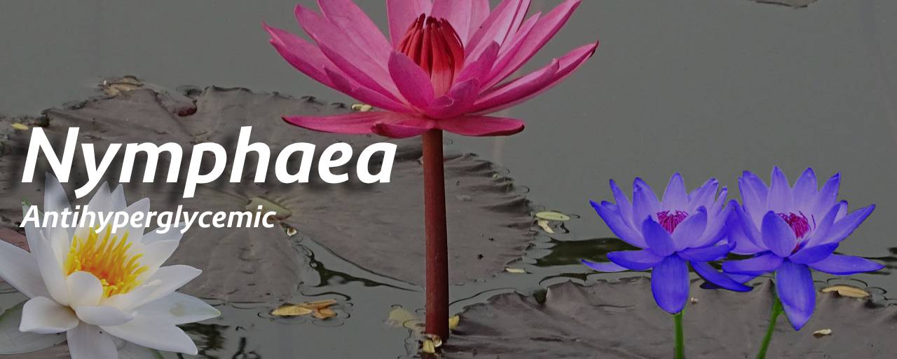 당뇨에 좋은 뿌리채소중 수련(Nymphaea, Nymphaea spp)사진