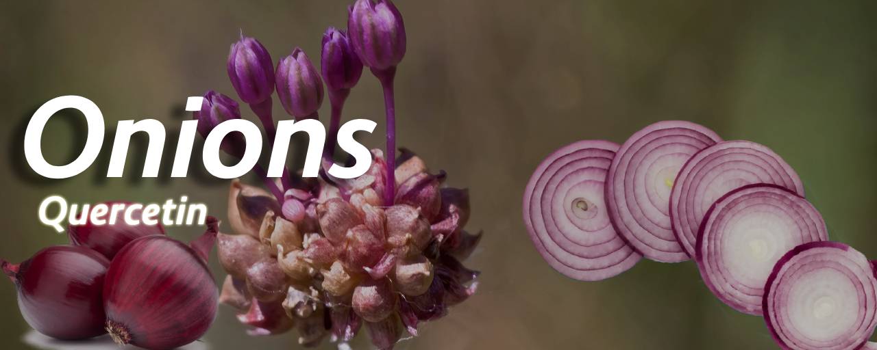 당뇨에 좋은 뿌리채소중 양파(Onions, Allium cepa)사진