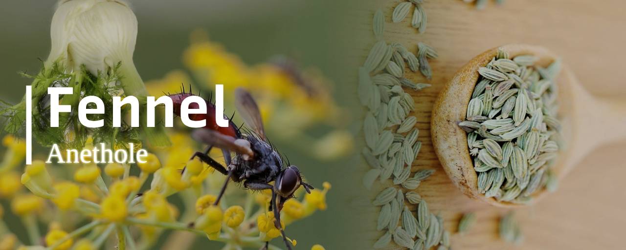 당뇨에 좋은 뿌리채소중 회향(茴香,Fennel, Foeniculum vulgare)사진