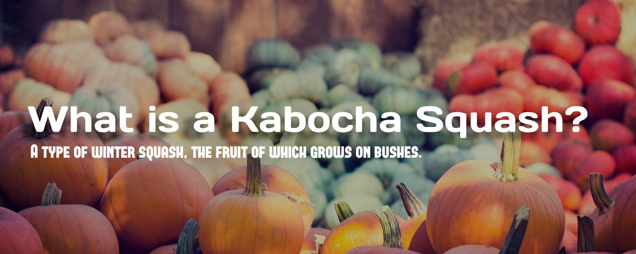 단호박이란 무엇인가요?의 섬네일 이미지(여러 종류의 단호박 사진)