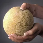 캔털루프 (Cantaloupe)멜론 사진